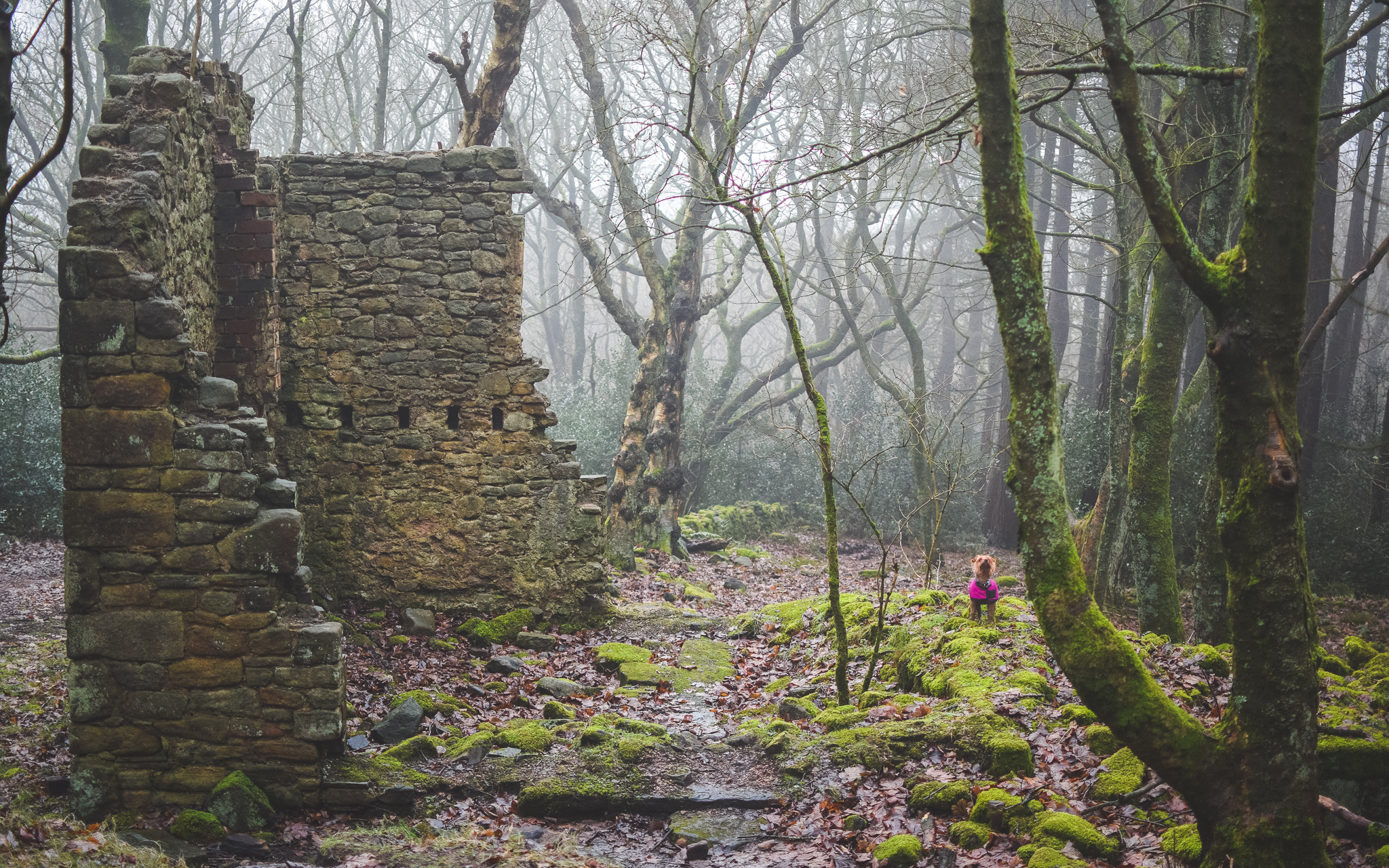 marsdens farm. brinscall woods. lost farms of brinscall moors.